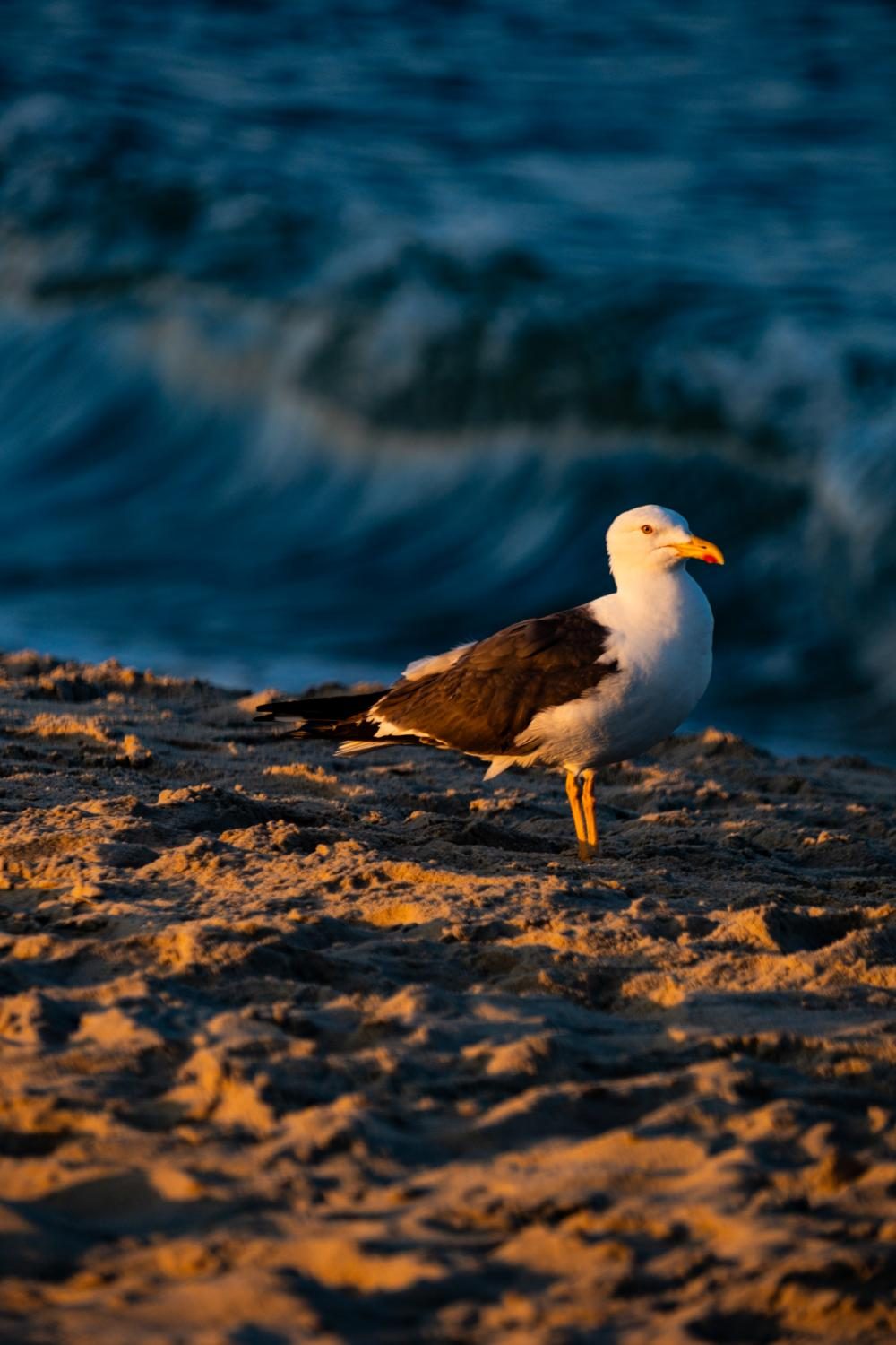 Gull on the sand